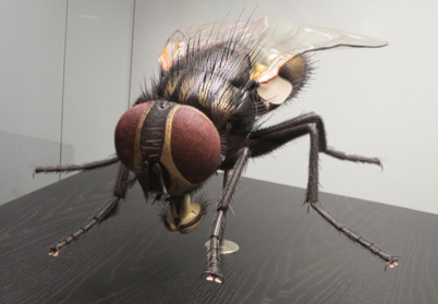 Auch eine Ansichtskarte mit dem Bild einer Fliege aus dem Naturmuseum Berlin diente für die Ausformulierung des Hintergrundes.