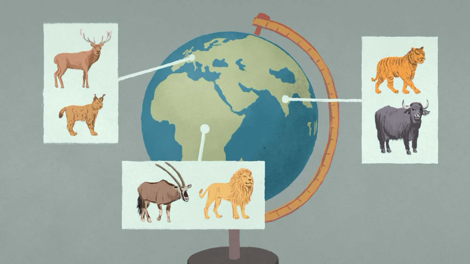 Die Grafik mit Weltkugel zeigt die Tiere nach deren Herkunft: Europa: Hirsch und Luchs. Indien: Tiger und Wasserbüffel. Afrika: Löwe und Oryx-Antilope. "Am Anfang war ein Hugi" Naturmuseum Animation Illustration Trickfilm Schweiz
